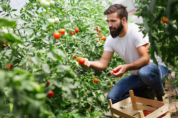 Male farmer picking fresh tomatoes from his hothouse garden