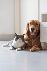 Poster - British shorthair and golden retriever, indoor shot