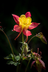 Wall Mural - Aquilegia