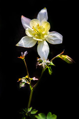 Wall Mural - Aquilegia