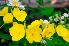  Small Yellow Wildflowers Closeup Outdoors