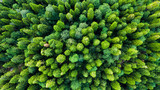 Fototapeta Na ścianę - Aerial photography. Green trees in the forest. View down. No people. Screensaver for your desktop. Wildlife. Nature.