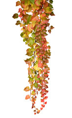 Wall Mural - Vigne vierge en automne	