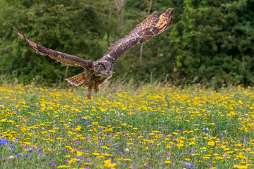 Wall Mural - Eagle owl  (Bubo bubo)