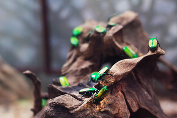  insects in the aquarium at the zoo sitting on a branch holding paws