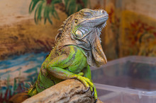 Exotic Green Iguana Is Sleeping