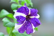pitunia purple flower