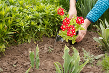 Gardener Is Planting Verbena In The Ground In A Garden Bed.