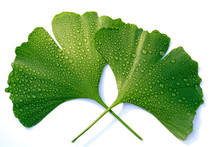 Leaves Of Maiden Hair Tree. Ginkgo Biloba