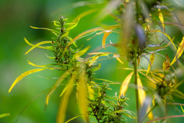 Macro photos of marijuana plant with leaves before harvesting. T