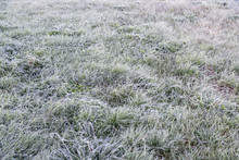 Early Morning Frozen Hoarfrost Grass In Early Autumn Morning. Fr