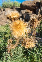 Natural Fibres Of A Thistle Head Close-up In The Hill Country Of The Island Of La Gomera. On The Way Down From El Cercado Through The Argaga Ravine Direction Valle Gran Rey
