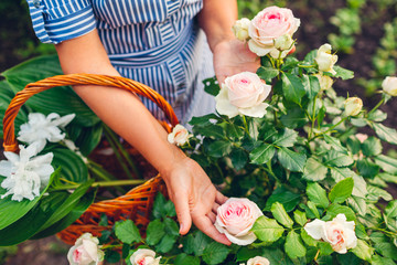 Senior woman gathering flowers in garden. Middle-aged woman holding pink rose in hands. Gardening concept