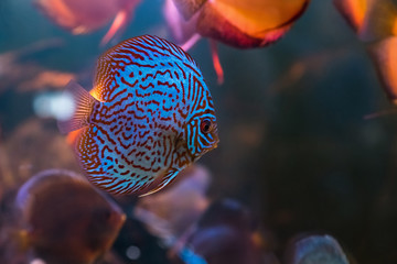 Symphysodon aequifasciatus - Blue turquoise fish - Tropical freshwater aquarium with beautiful colorful fish under
