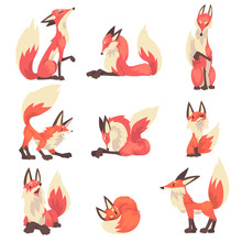 Collection Of Red Foxes Characters Cartoon Vector Illustration