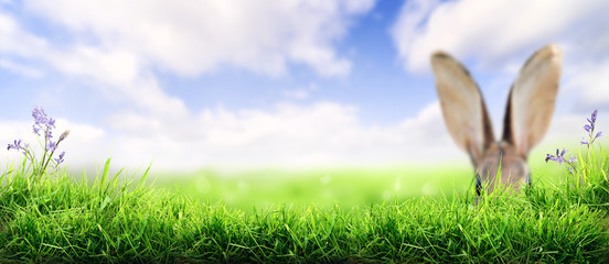 Wall Mural - lush spring green grass background with a sunny summer blue sky over fields with rabbit ears in the 