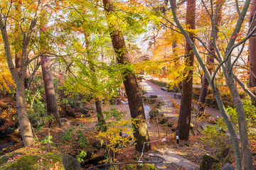 Wall Mural - Beautiful landscapes with ponds, waterfalls and the colorful autumn trees at the Kubota Itchiku Art Museum, Fujikawaguchiko, Japan.