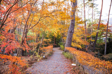 Wall Mural - Beautiful landscapes with ponds, waterfalls and the colorful autumn trees at the Kubota Itchiku Art Museum, Fujikawaguchiko, Japan.