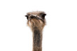 Cute ostrich with huge beautiful eyes on a white background.