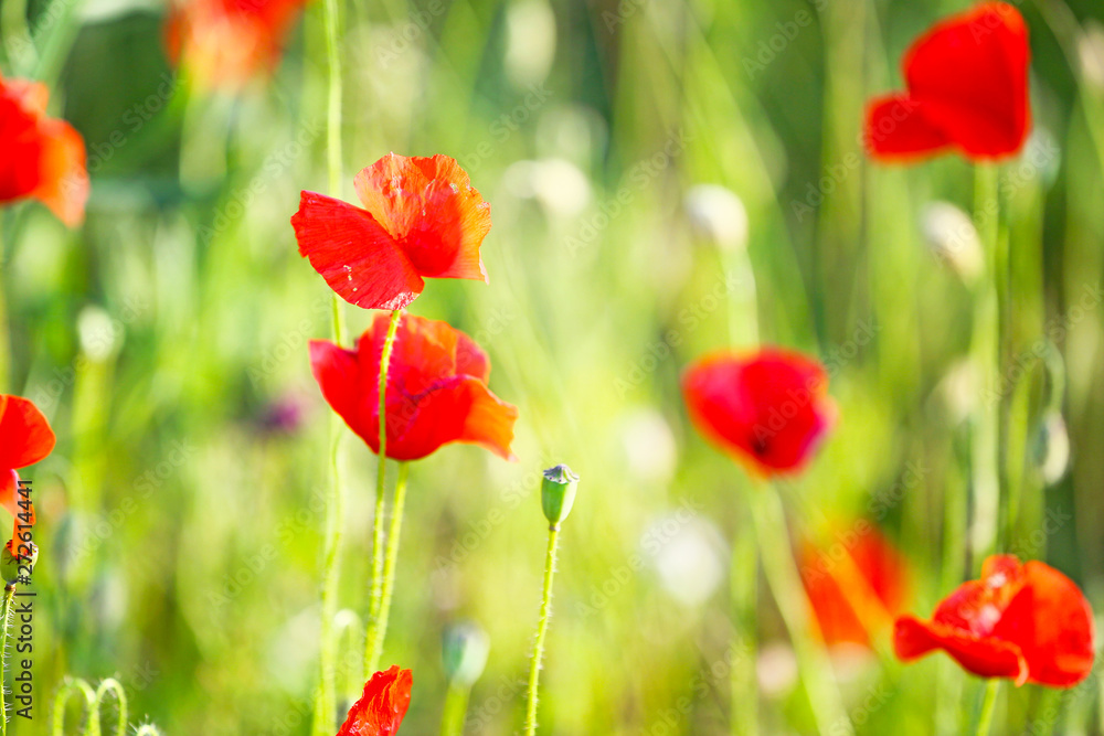 Beautiful red poppy flowers in green field