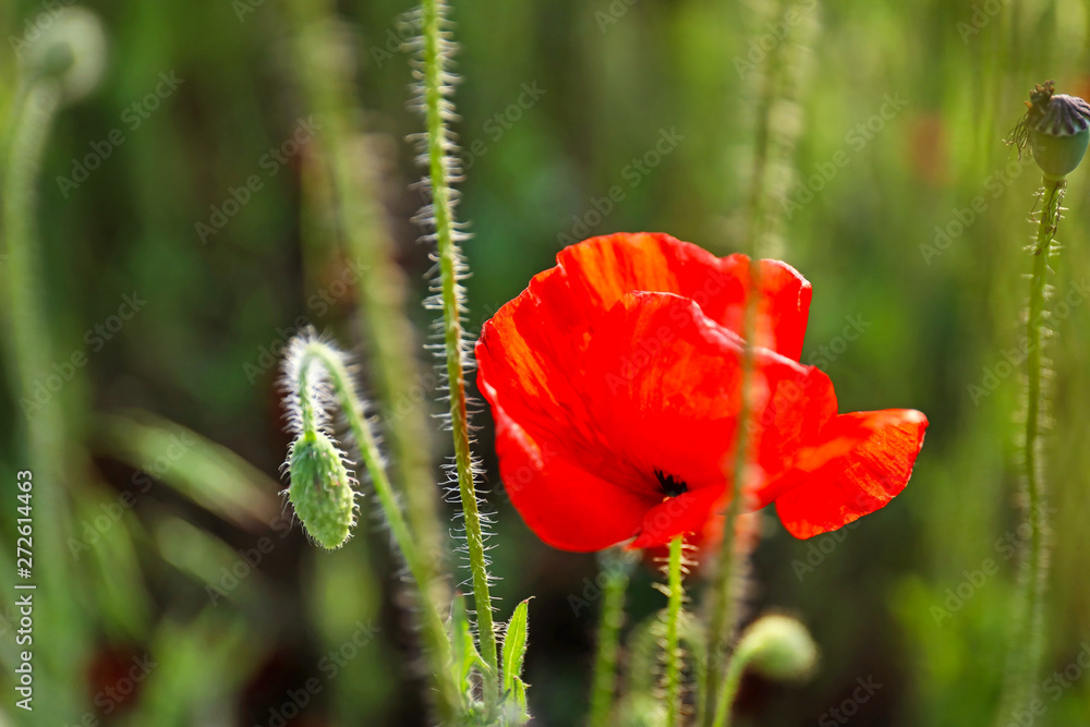 Beautiful red poppy flower in field