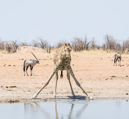 Poster - Giraffe Drinking