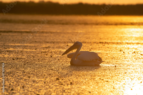 Pelican from Danube Delta at sunrise © mc