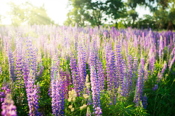 Sticker - Big summer field of blooming lupine in the evening