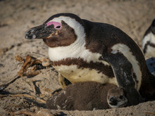 African Penguin, Black-footed Penguin Or Jackass Penguin (Spheniscus Demersus) Adult And Chick In Nest. Cape Town. Western Cape. South Africa