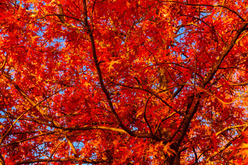 Canvas Print - Bright red autumn leaves on a line of trees at Nara Peace Park Canberra ACT.
