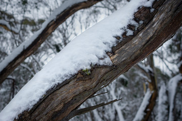 Canvas Print - Snow resting on the bark of a gum tree. Thredbo, NSW