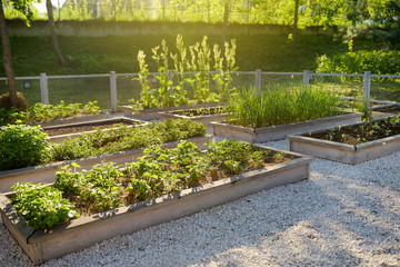 Community kitchen garden. Raised garden beds with plants in vegetable community garden.