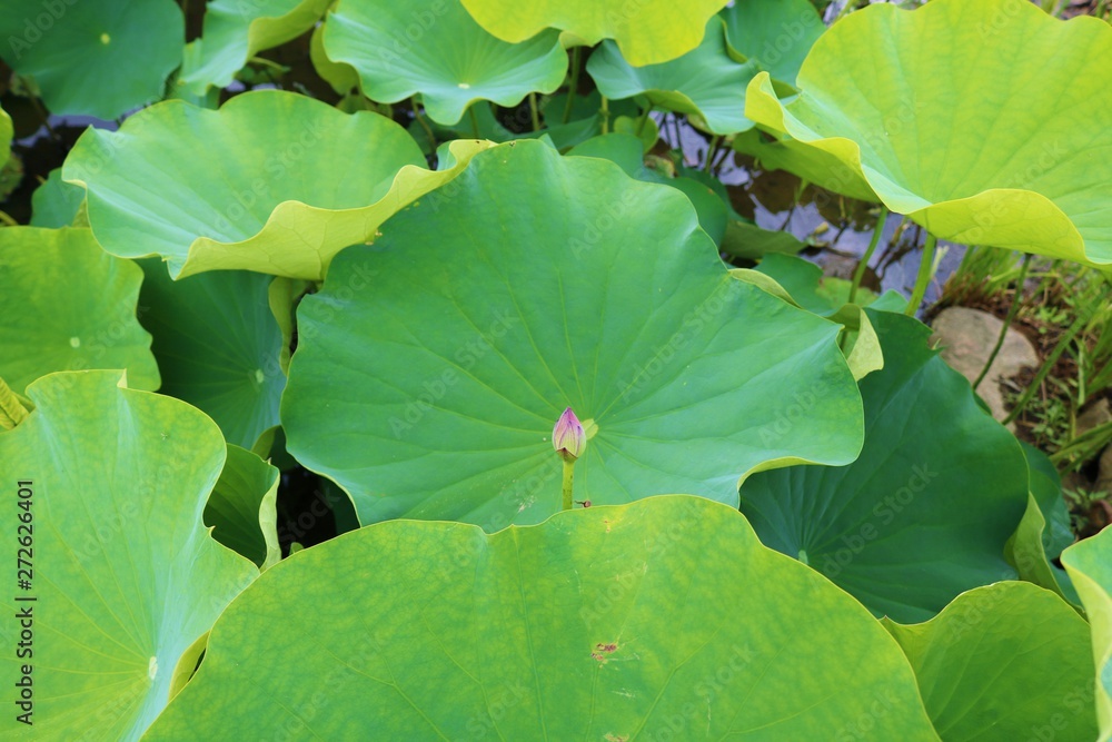 自然の風景 ハスの葉 自然の風景 ハスの葉 自然の風景 ハスの葉