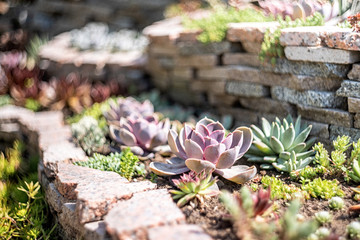 echeveria succulents in the garden in a sunny day