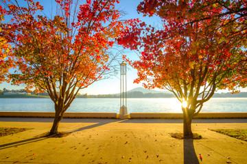 Wall Mural - Autumn trees with red leaves by Lake Burley Griffin, Canberra, ACT