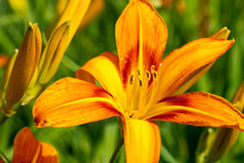 Orange Day-lily Flower