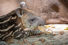 Beautiful Striped Wild Tapir Baby In Wildlife