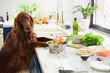 Cooking vegetarian food for pets. In the interior.
