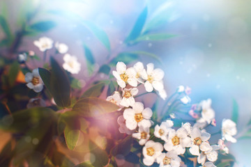 Wall Mural - Small white flowers in soft light. Macro. Sepia flowers in the morning mist. Delicate flowers in spring and summer nature. Floral design and decor for wallpapers and calendars.