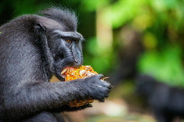 Wall Mural - the celebes crested macaque eating pineapple. crested black macaque, sulawesi crested macaque, or th