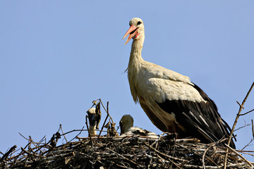 Wall Mural - White Stork