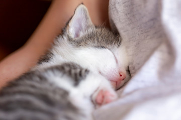 Wall Mural - Kitten sleeping