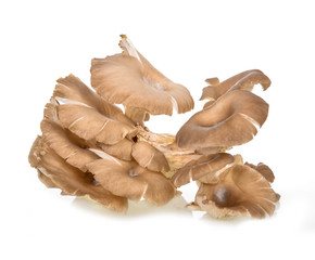 Wall Mural - oyster mushroom on white background