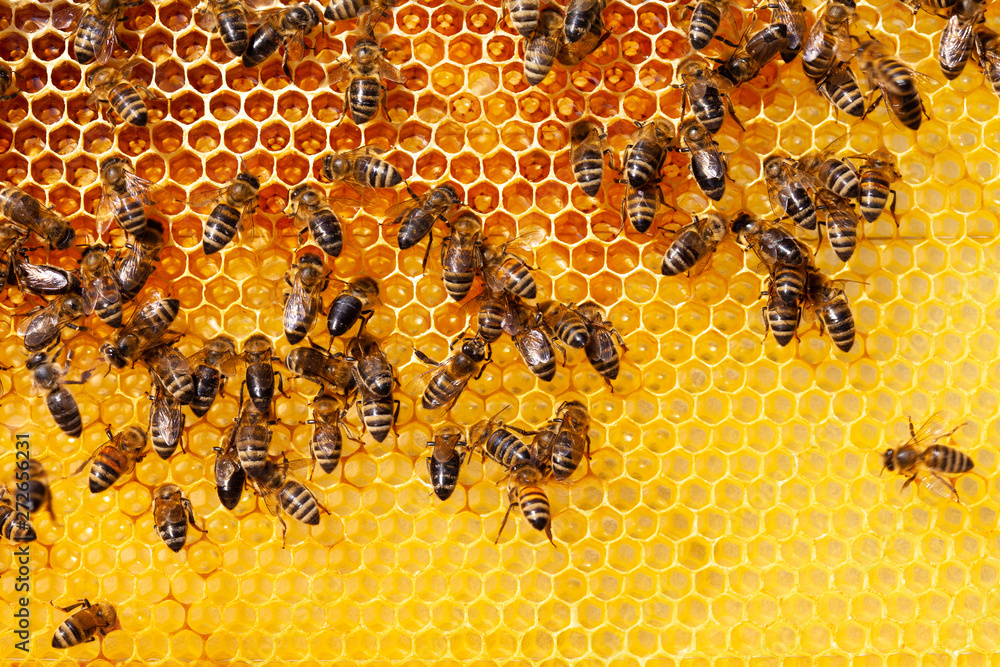 Bees on honeycomb - obrazy, fototapety, plakaty 