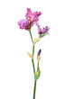 Pink iris flower with long stem and green leaf isolated on white background. Cultivar from Tall Bearded (TB) iris garden group