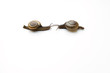 © Detchana - Snail greet each other on a white background.