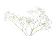 Gypsophila flowers isolated on white background