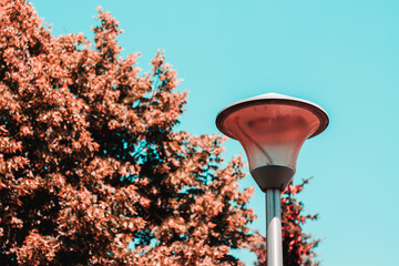 Retro light pole sitting next to a blooming tree with pink flowers and colorful leaves during day time – Metallic street lamp in the park – Urban illuminating equipment