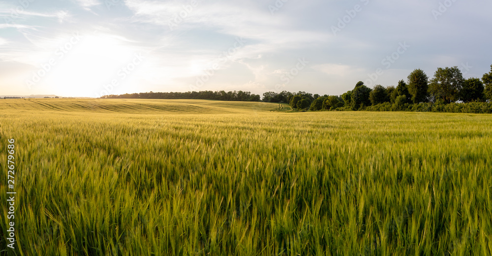 Beautiful crop field. summer sunset panorama around - obrazy, fototapety, plakaty 