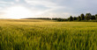 Leinwandbild Motiv Beautiful crop field. summer sunset panorama around